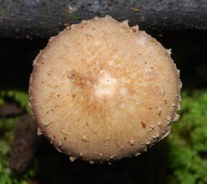 utils/thumbs/Psathyrellaceae/Psathyrella_CUoXVegRLyysMr68zrruZU.jpg
