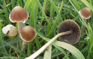 Psathyrella corrugis