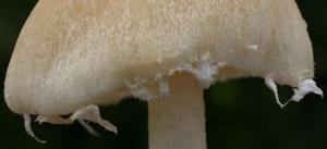 Psathyrella candolleana