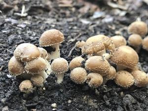 Psathyrella candolleana