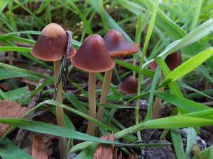 utils/thumbs/Psathyrellaceae/Psathyrella_mPMYVuCsjkygxZwF7UoKmy.jpg