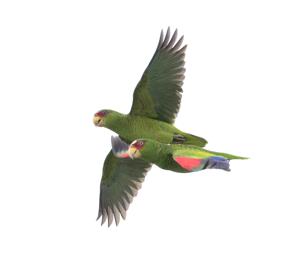 Amazona albifrons