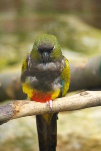 utils/thumbs/Psittacidae/Cyanoliseus_fDAqLAZfZmbU8uwvWECsGW.jpg