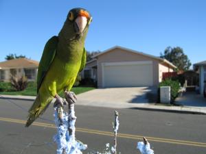 Eupsittula canicularis