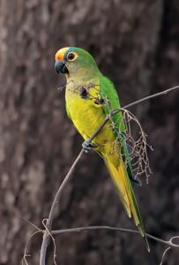 utils/thumbs/Psittacidae/Eupsittula_Hiju6YR28sGXTbB4odkdPM.jpg
