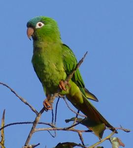 utils/thumbs/Psittacidae/Thectocercus_72e463hKtik6YAhuP9tYeE.jpg