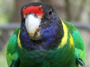 utils/thumbs/Psittaculidae/Barnardius_HJn5UzLGf8R4AykmEk3cS2.jpg