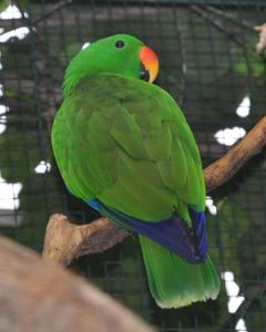 utils/thumbs/Psittaculidae/Eclectus_KKvqsX8ou2VeAof9Yi4voZ.jpg