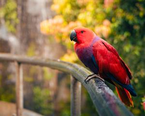 Eclectus roratus