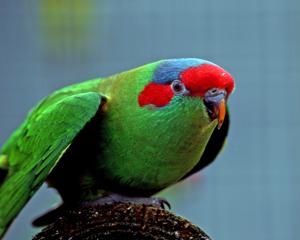 Glossopsitta concinna