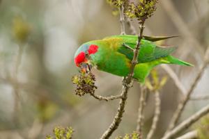 utils/thumbs/Psittaculidae/Glossopsitta_XrWJvKKta8dCT9e22oMZh5.jpg