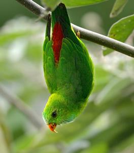 utils/thumbs/Psittaculidae/Loriculus_UMfpUtuJHTNjNGN9BzjSt9.jpg