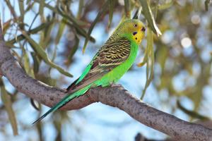 utils/thumbs/Psittaculidae/Melopsittacus_LBDiDmfz8bkiVLcdRnHPou.jpg