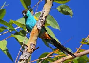 utils/thumbs/Psittaculidae/Psephotellus_9agkpQVSSaNYt8BeR6EoNo.jpg