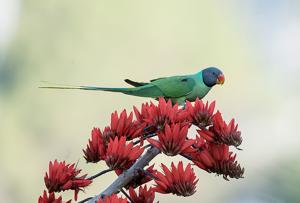 Psittacula himalayana