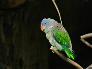 utils/thumbs/Psittaculidae/Psittinus_BAorpcfKCZBWZ6dXc6S3uF.jpg