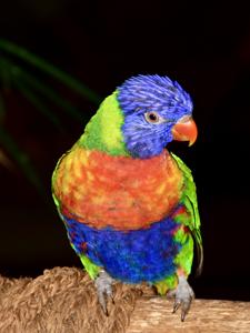 Trichoglossus moluccanus