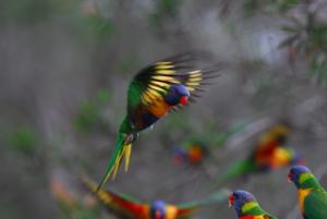 Trichoglossus moluccanus