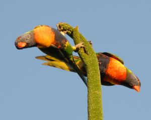 Trichoglossus moluccanus