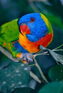 Trichoglossus moluccanus