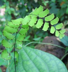 Adiantum philippense