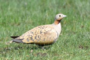 Pterocles orientalis