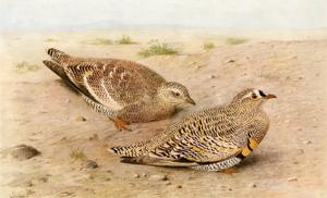 Pterocles lichtensteinii