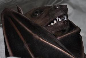 Cynopterus titthaecheilus titthaecheilus