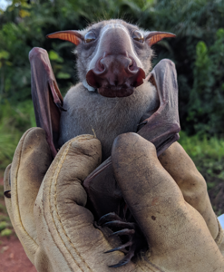 Hypsignathus monstrosus