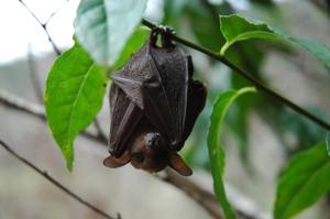 Macroglossus minimus