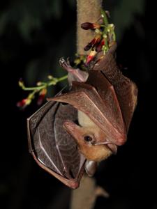 Macroglossus sobrinus