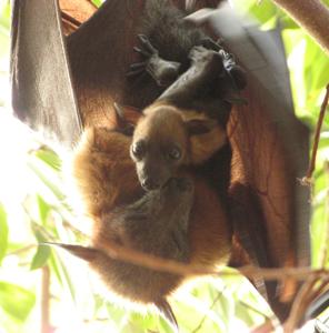 Pteropus lylei