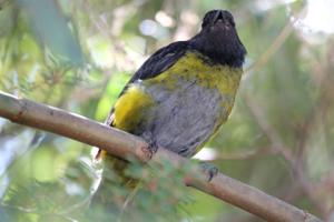 Phainoptila melanoxantha
