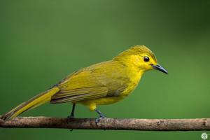 utils/thumbs/Pycnonotidae/Acritillas_bbZPEp3tKiZh23nBPZYW5r.jpg