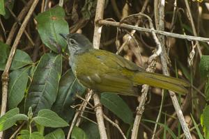 utils/thumbs/Pycnonotidae/Arizelocichla_SFU4pJxEUL4hRYFEey2YQu.jpg