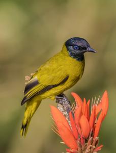 utils/thumbs/Pycnonotidae/Brachypodius_iVWuKsehoLXgZNFv79vQYr.jpg