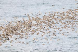 Hypsipetes amaurotis