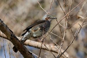 Hypsipetes amaurotis