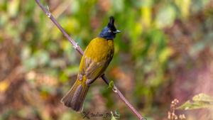 utils/thumbs/Pycnonotidae/Rubigula_BM5TYS452L75GzpvS5dYzK.jpg