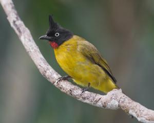 Rubigula flaviventris
