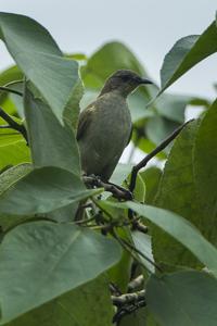 utils/thumbs/Pycnonotidae/Stelgidillas_L5m6LEpd2egm2UfZML9FRF.jpg