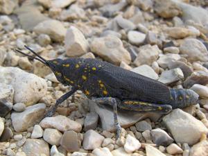 Poekilocerus bufonius