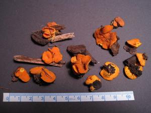 utils/thumbs/Pyronemataceae/Acervus_2vKkS5UU27gCdGhHdexRiX.jpg