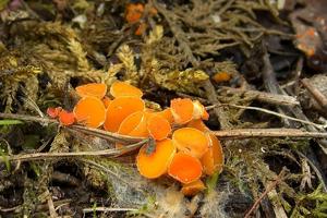 utils/thumbs/Pyronemataceae/Byssonectria_cVnZyhKfFBsUUYkMiULxJ8.jpg