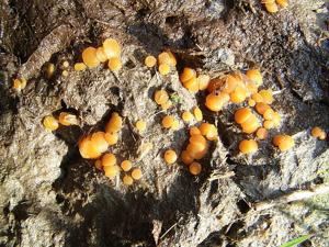 utils/thumbs/Pyronemataceae/Cheilymenia_NLyTro5kaoUnHzvJD4Ugpp.jpg