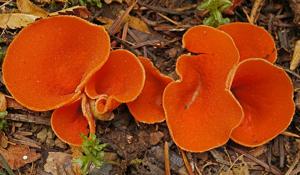 utils/thumbs/Pyronemataceae/Pseudaleuria_Xu7aAaDb9WtdHeBU4s8o42.jpg