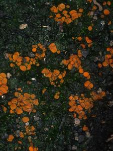 utils/thumbs/Pyronemataceae/Pyronema_n8BBNLVYzLLbnWCZYyxqWZ.jpg