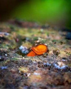 Scutellinia scutellata