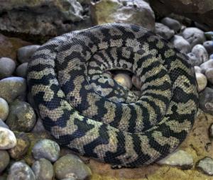 Morelia spilota variegata
