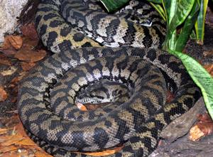 Morelia spilota variegata
